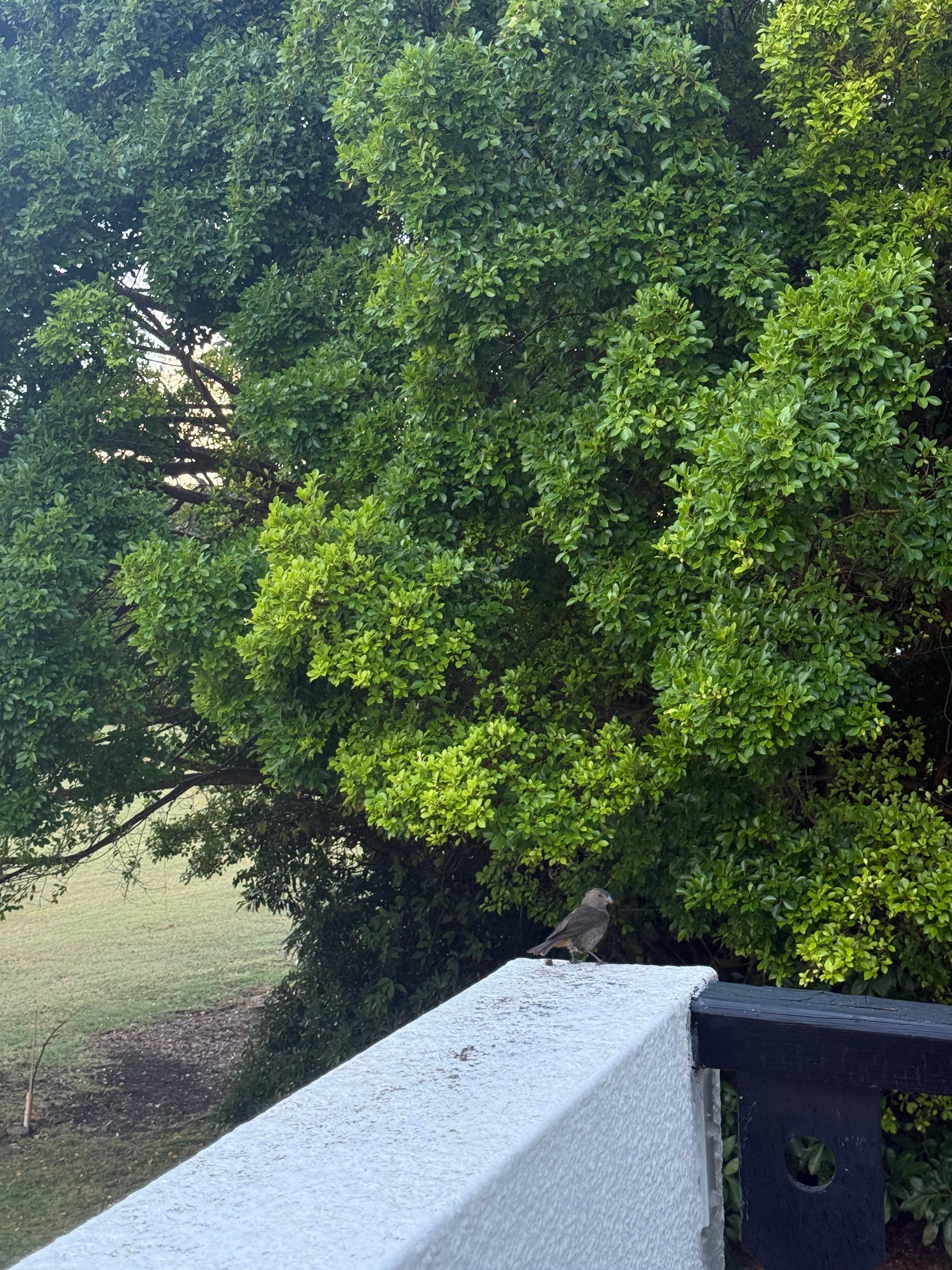 I enjoyed the company of birds over breakfast 