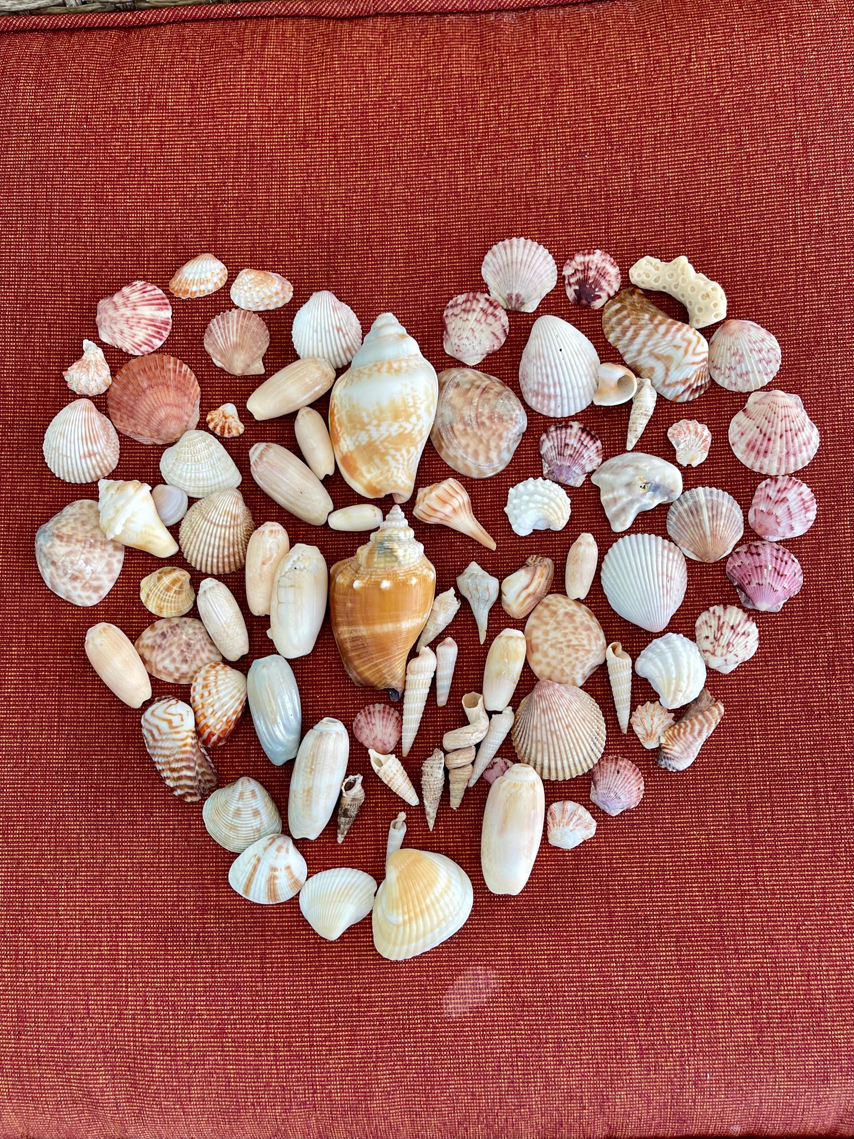 Shelling was our favorite pastime. 🐚