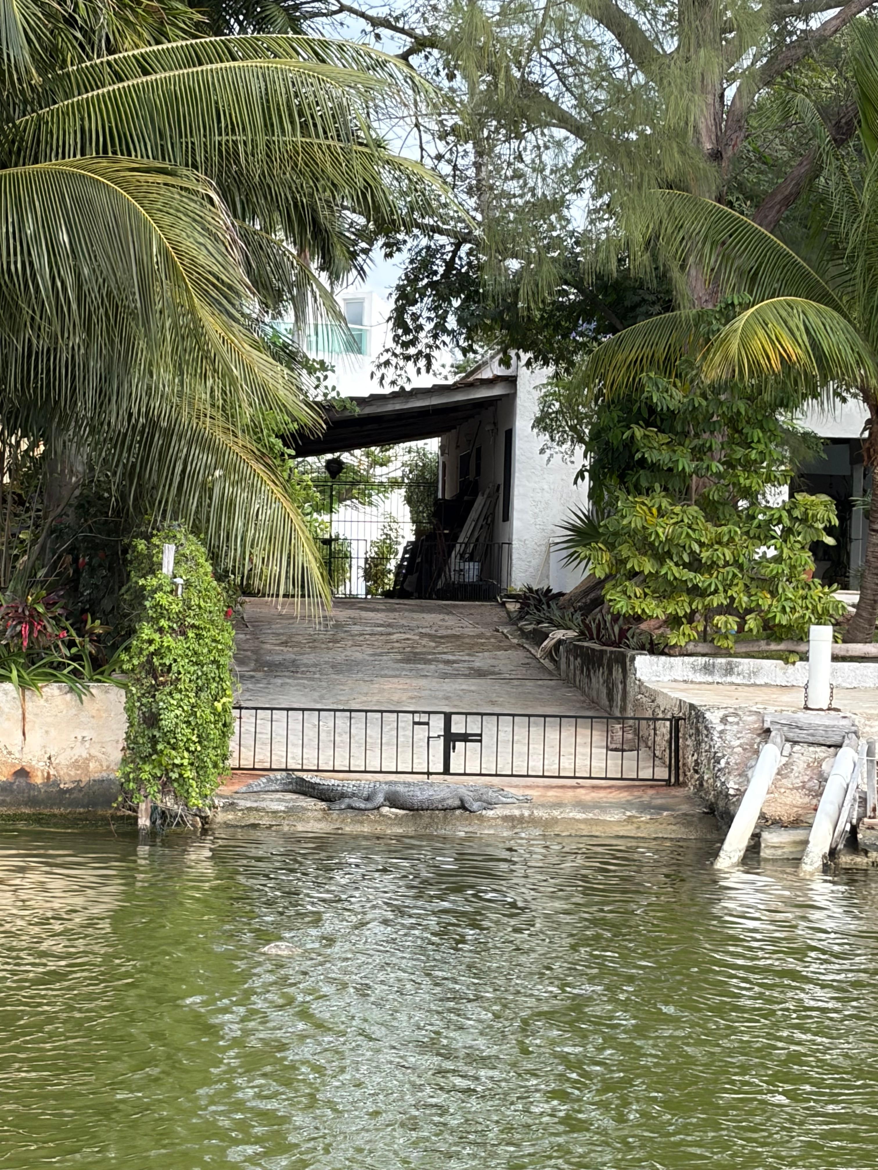 Water taxi crocodile 