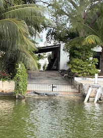 Water taxi crocodile