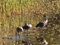 Sand hill cranes