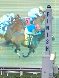 The most incredible finish to a stakes race we have attended. Commandment for the win!