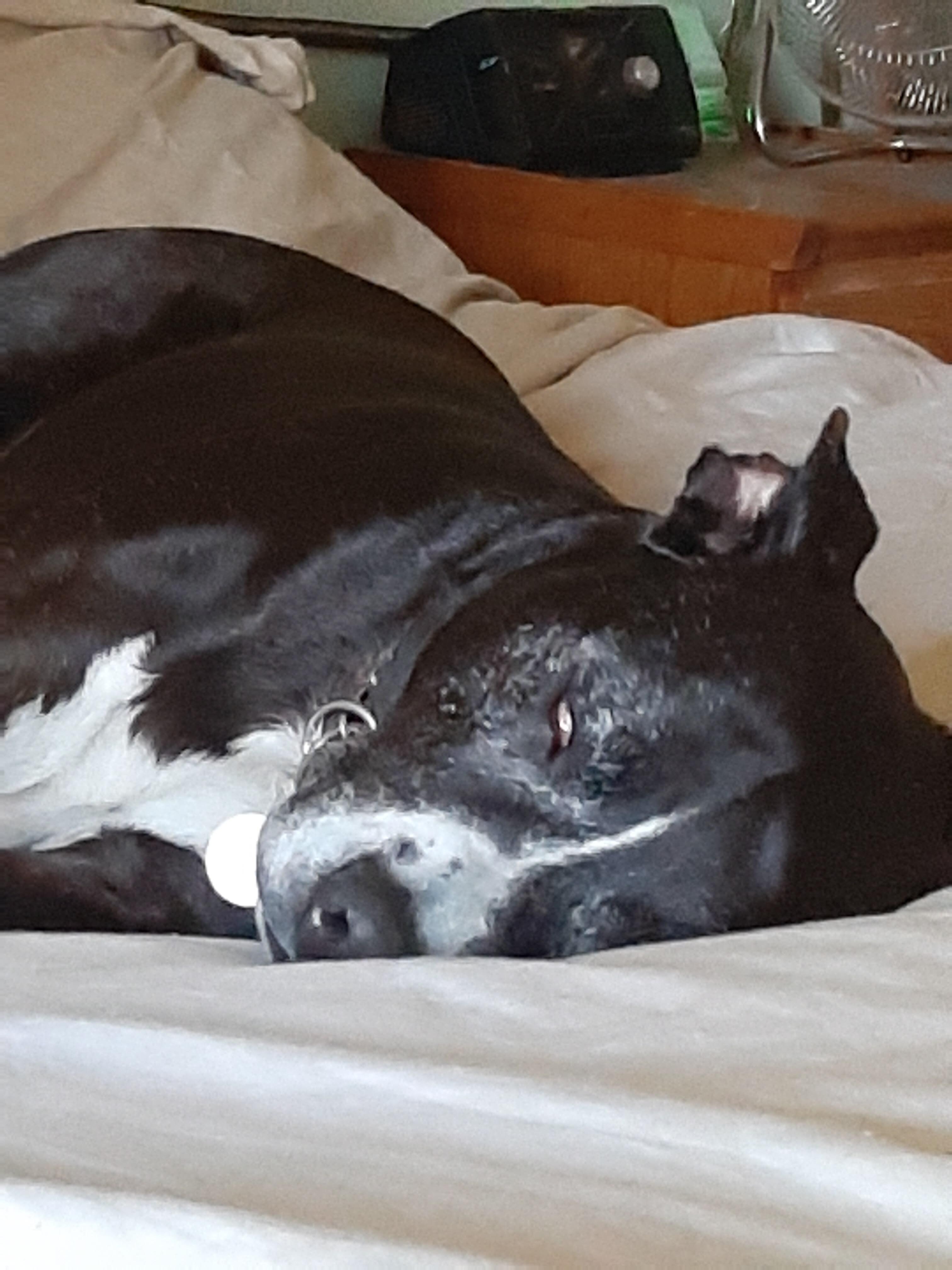 Domo my service dog at 17 yrs old loves to nap at motel 6