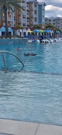 Even the ducks love it.