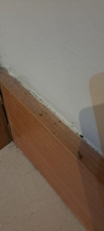 Insetos saindo do rodapé do primeiro quarto