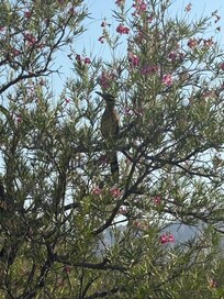 Roadrunner in tree along Rillito River trail behind condo
