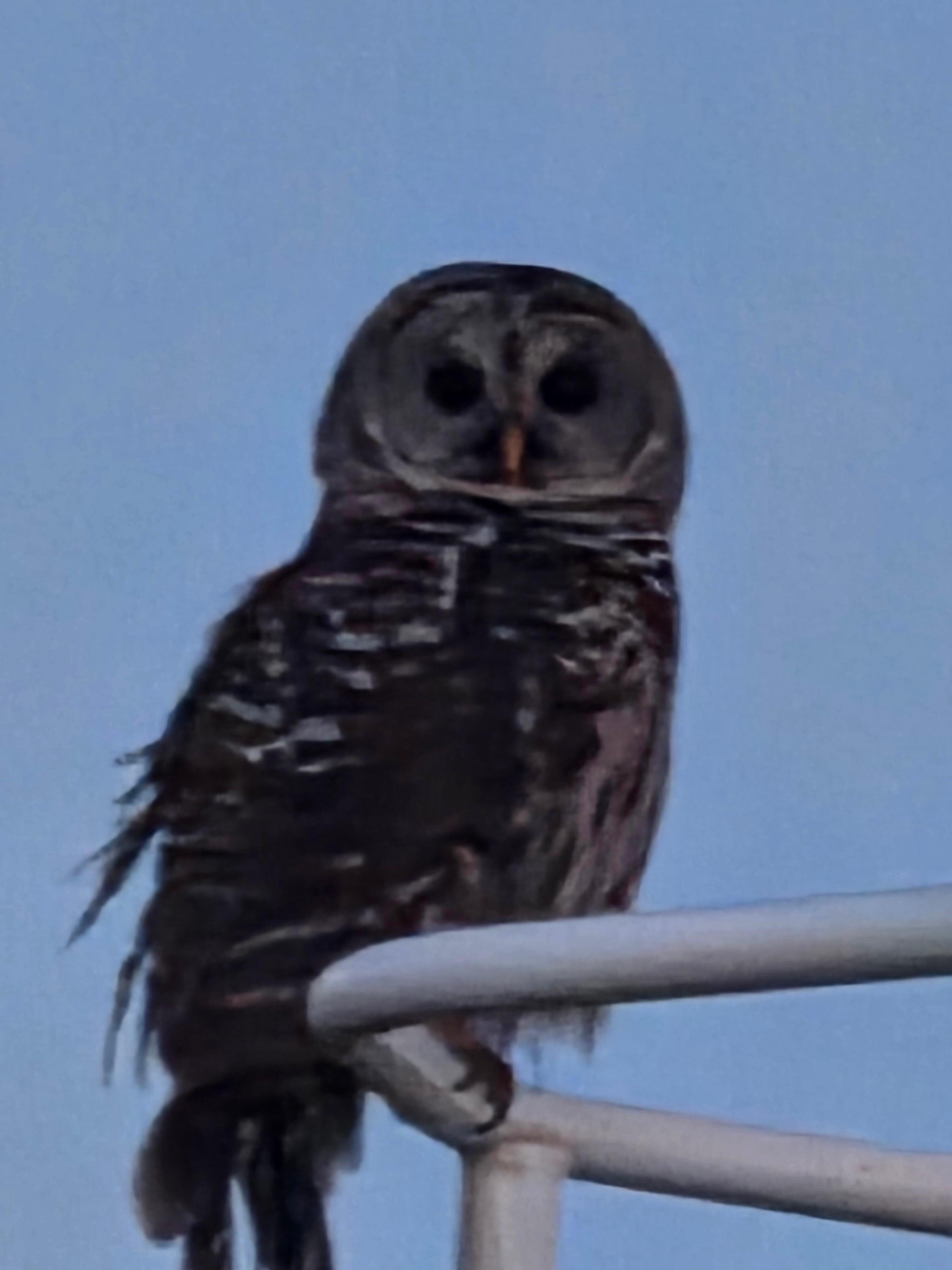 Close up of the owl!