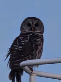 Close up of the owl!