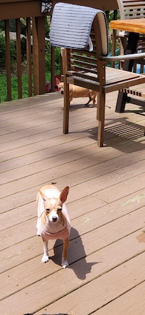 Our furbabies enjoying the deck