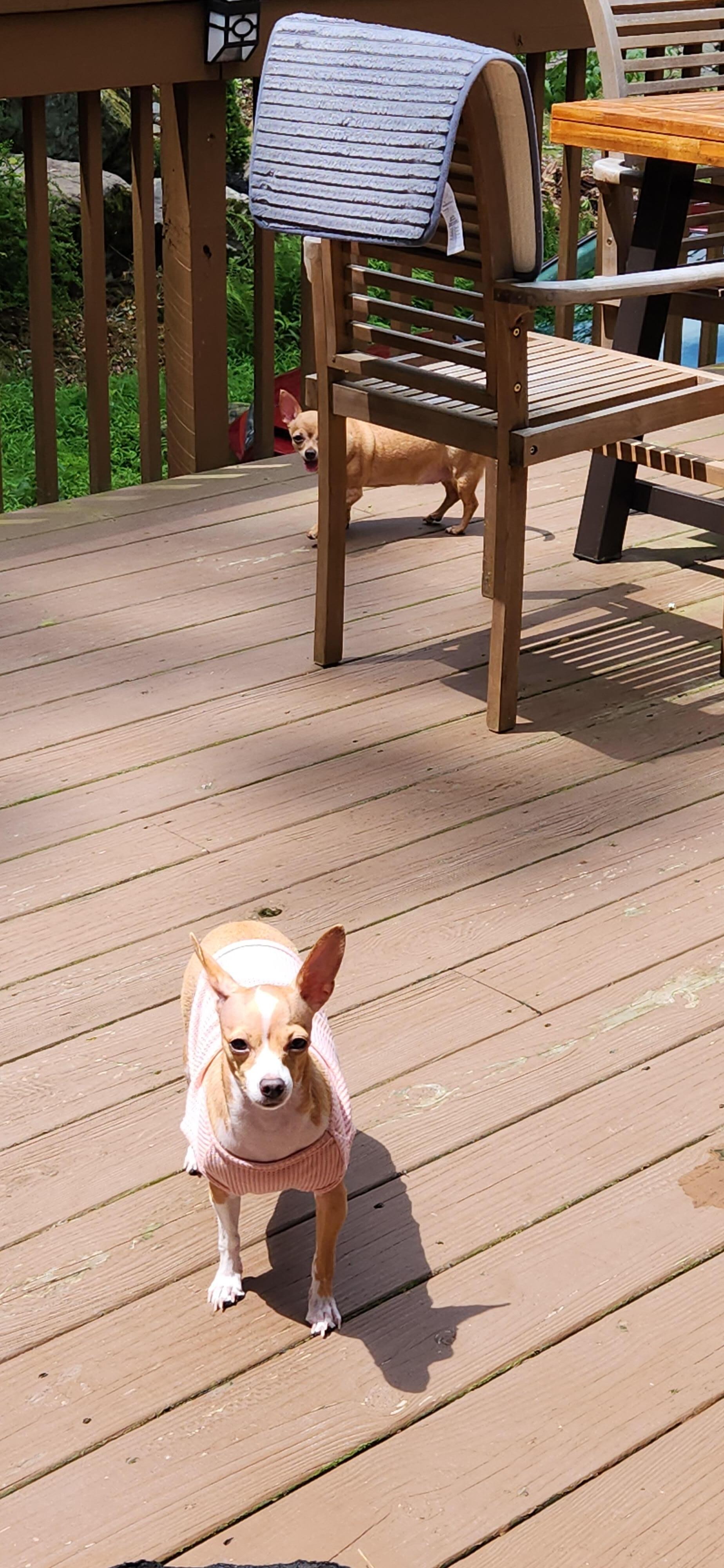 Our furbabies enjoying the deck