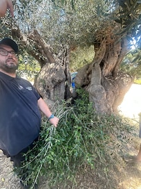 Amazing your learning more about olive trees and olive oil