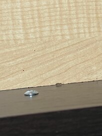 Small roach in night stand drawer