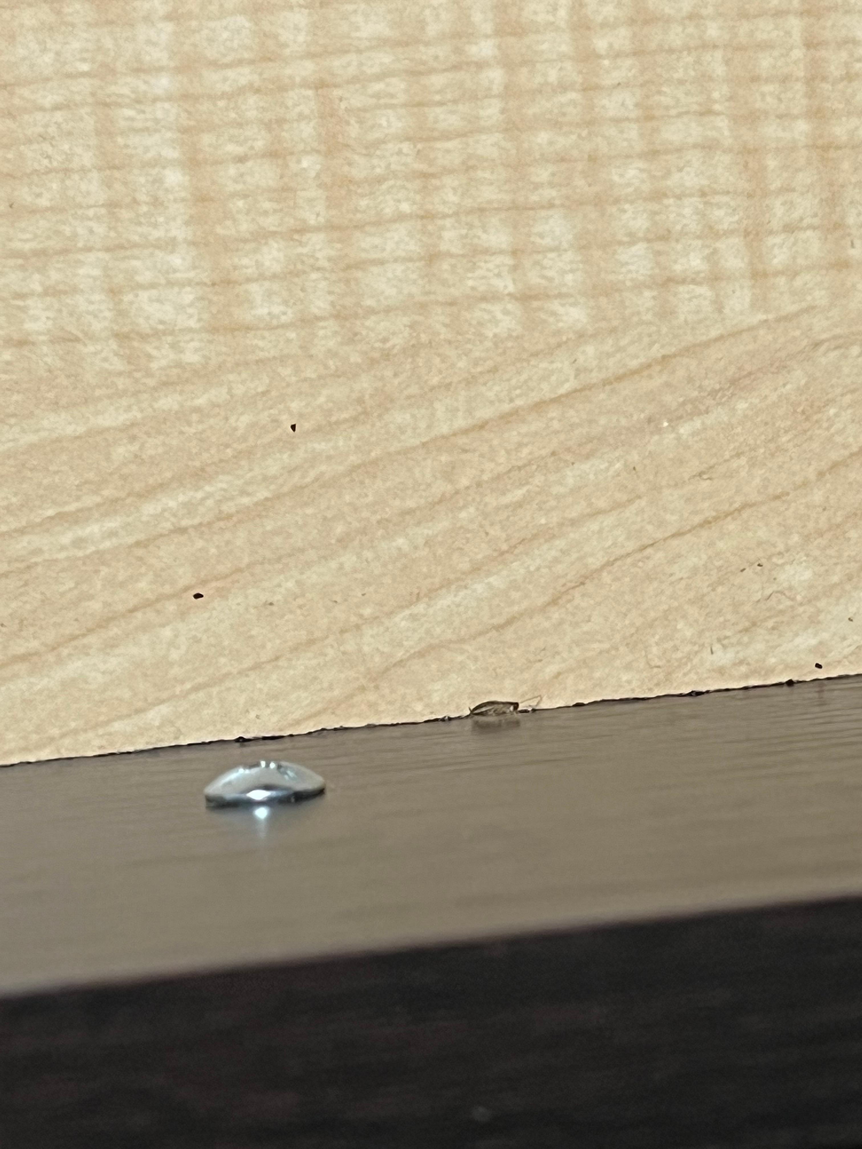 Small roach in night stand drawer