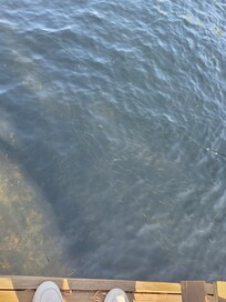 We had fun looking at the school of fish right off the dock.