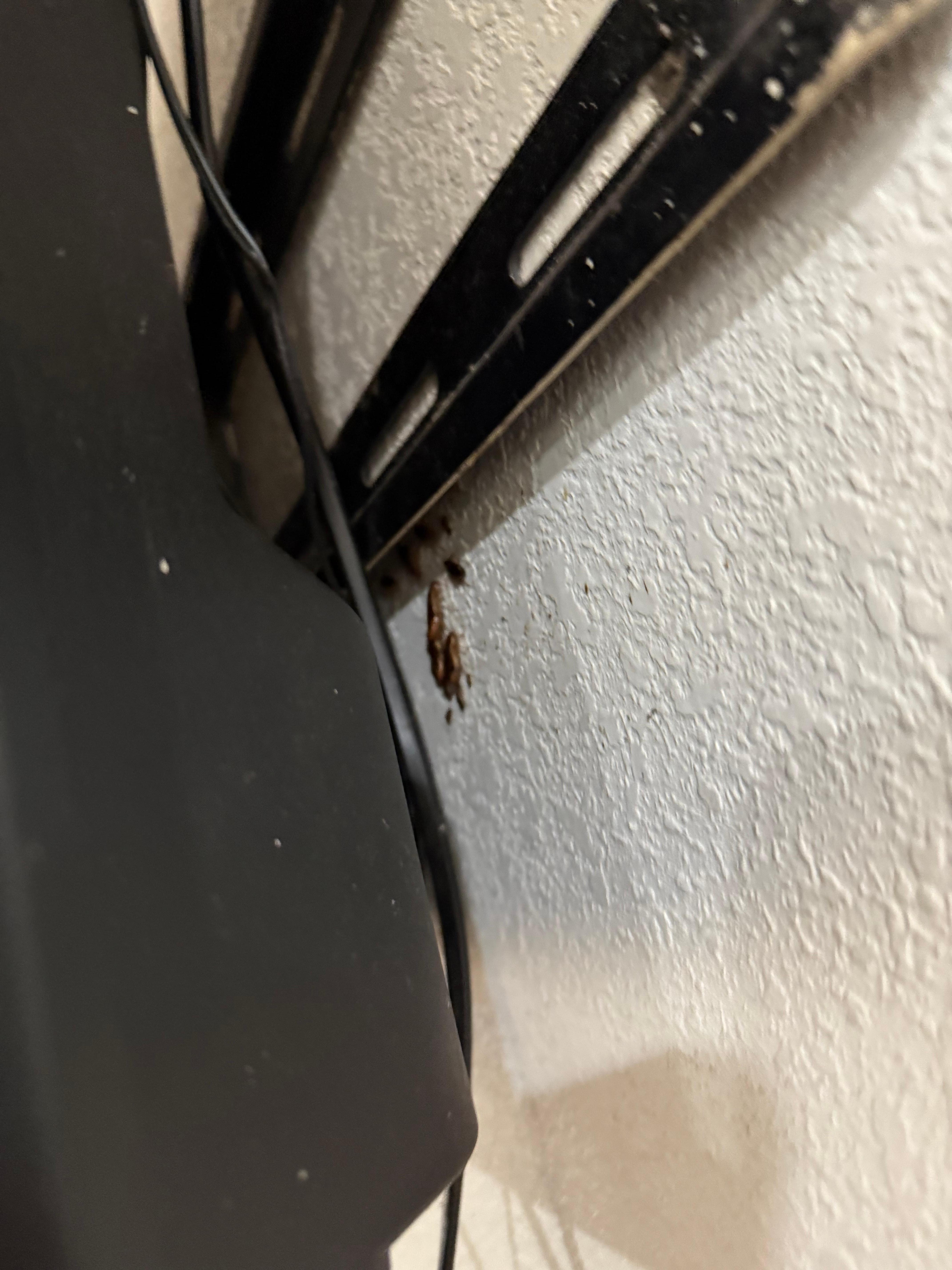 Roaches behind tv