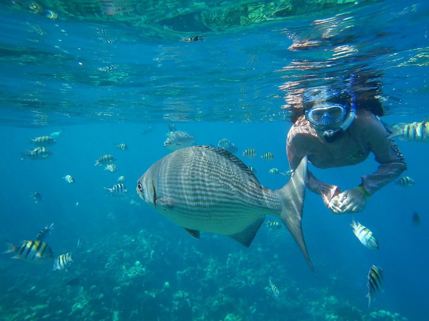 Snorkeling right off the beach 