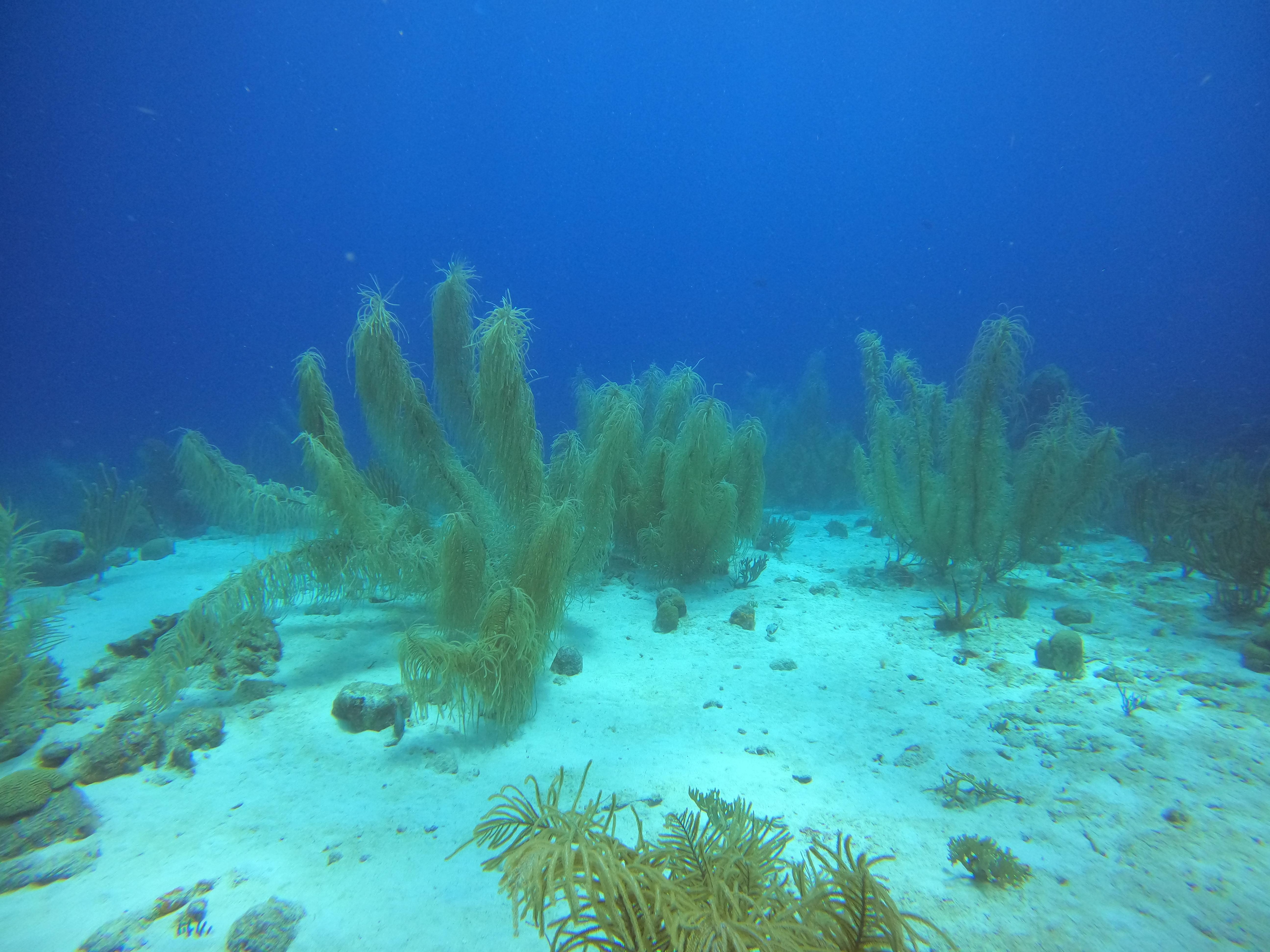 On the reef