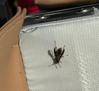 Wasps on the hot tub cover with nests in it’s skirt