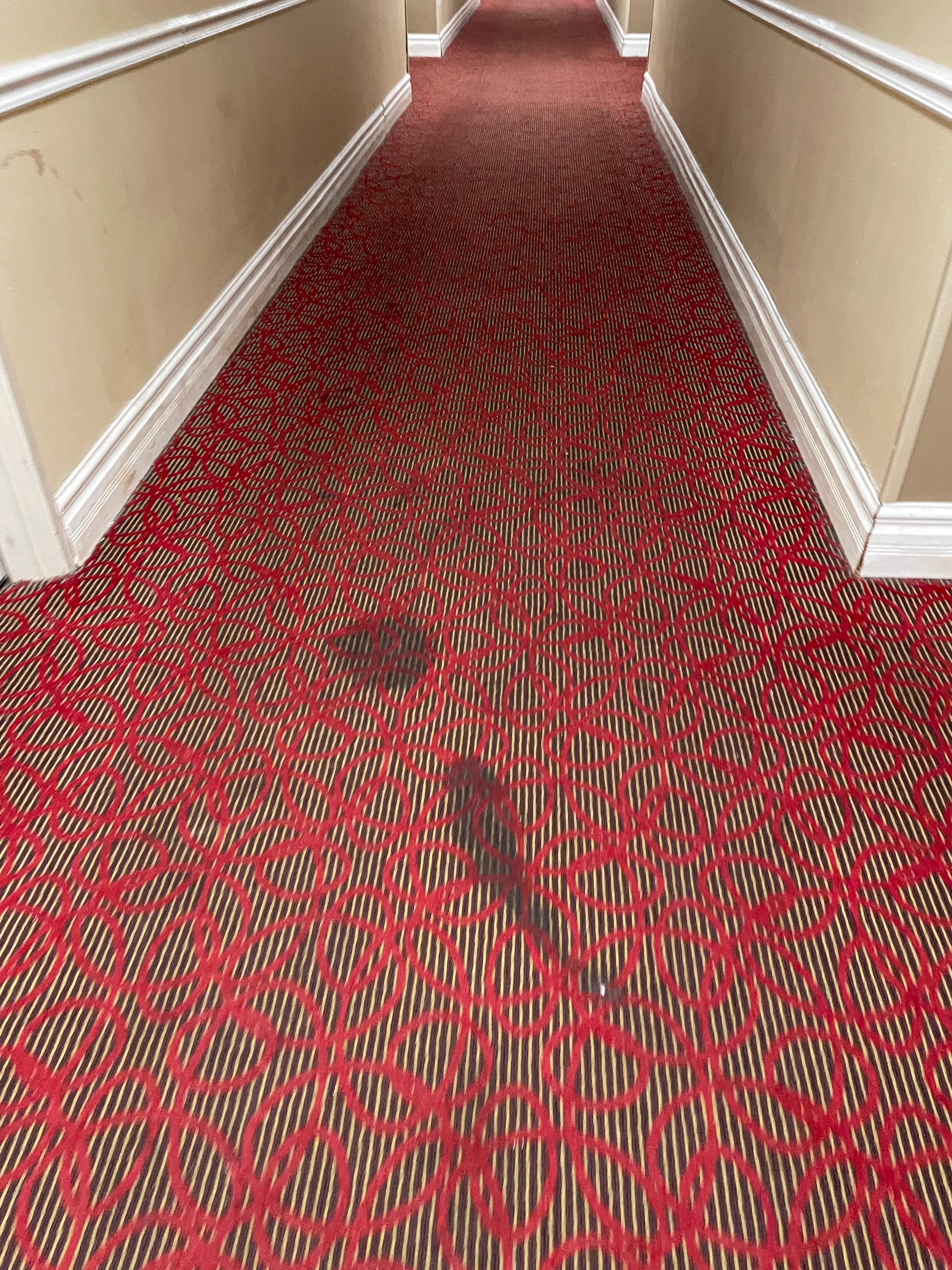 Carpet stains all over the place 