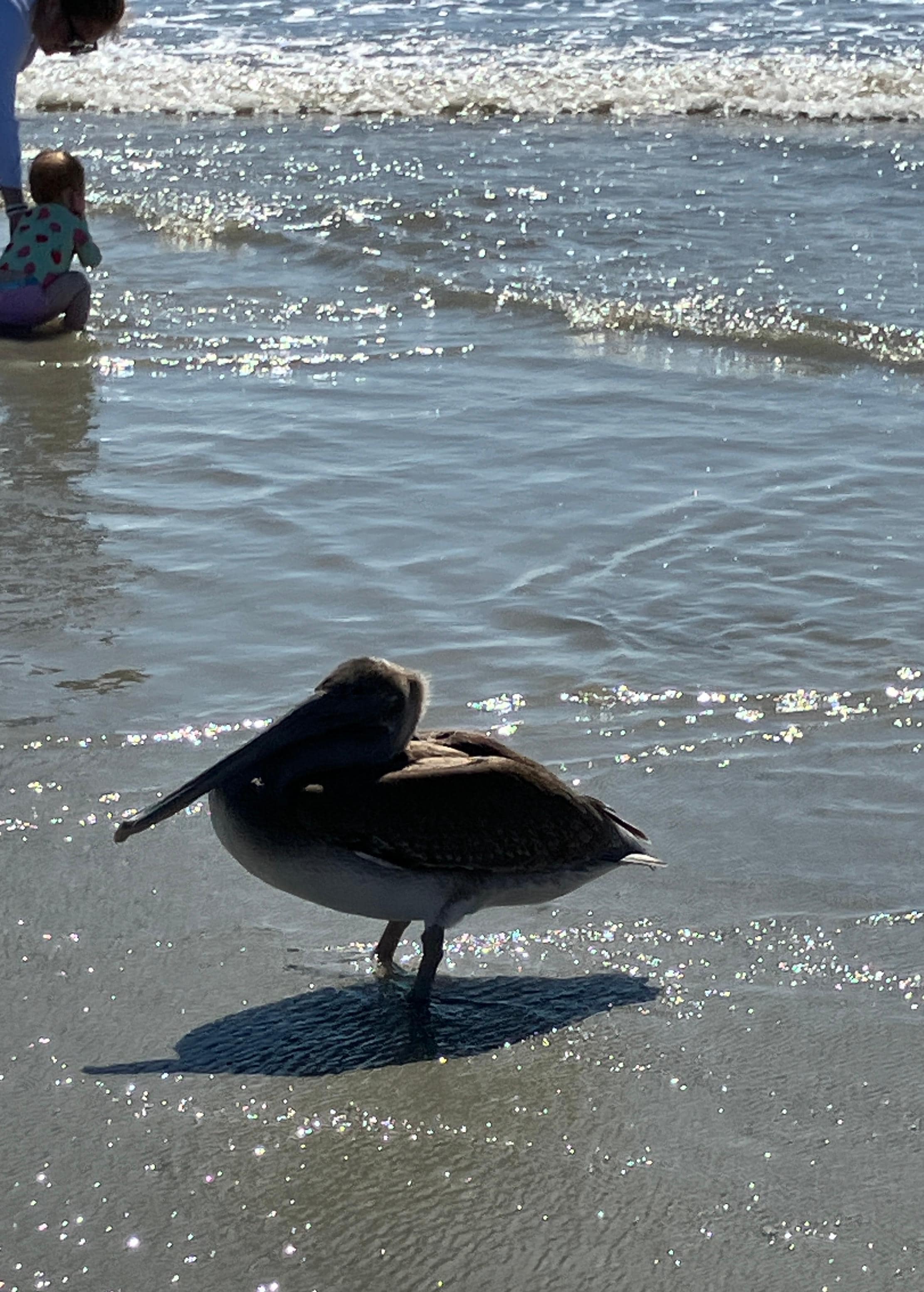 Pelican strolling the beach