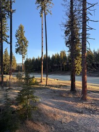 Herd of deer in the backyard