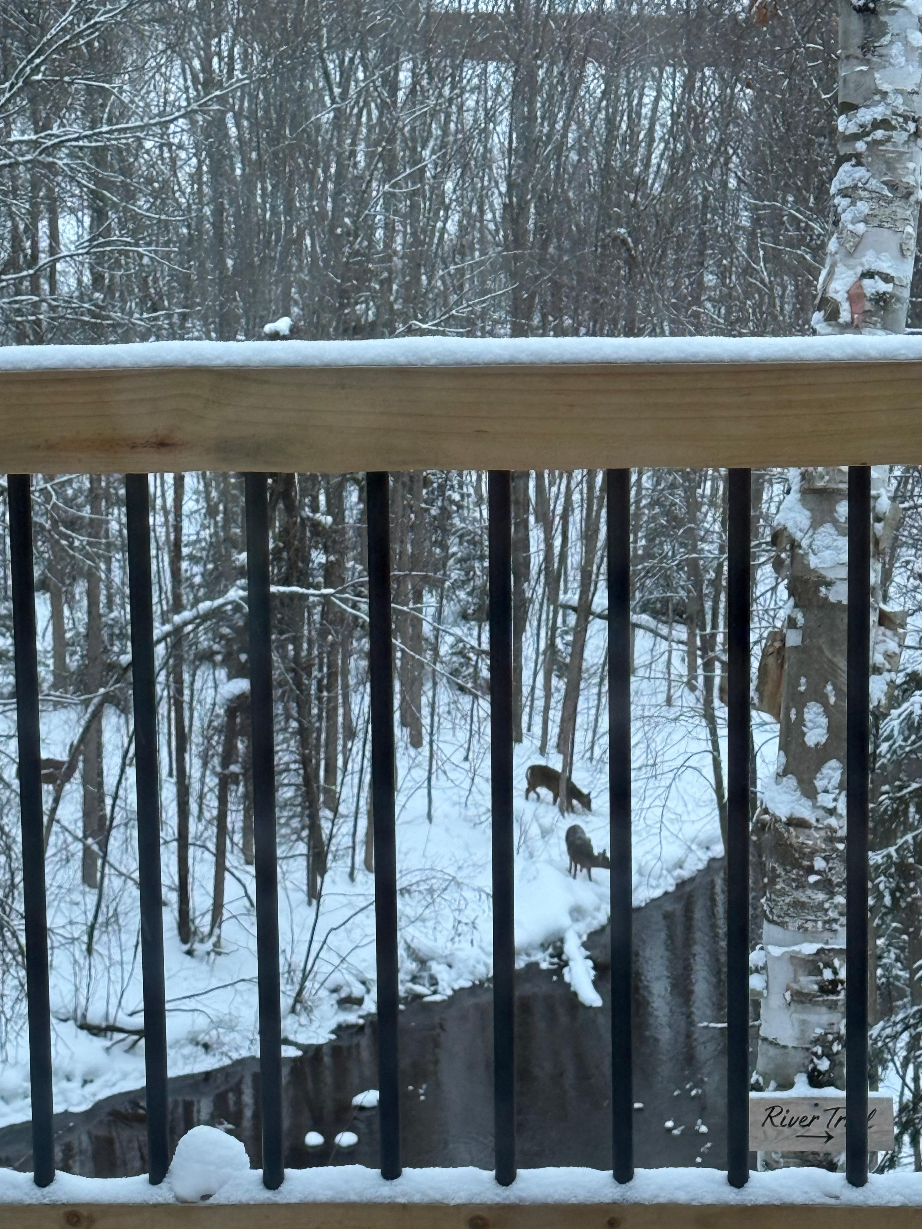Our morning visitors. View from the deck.