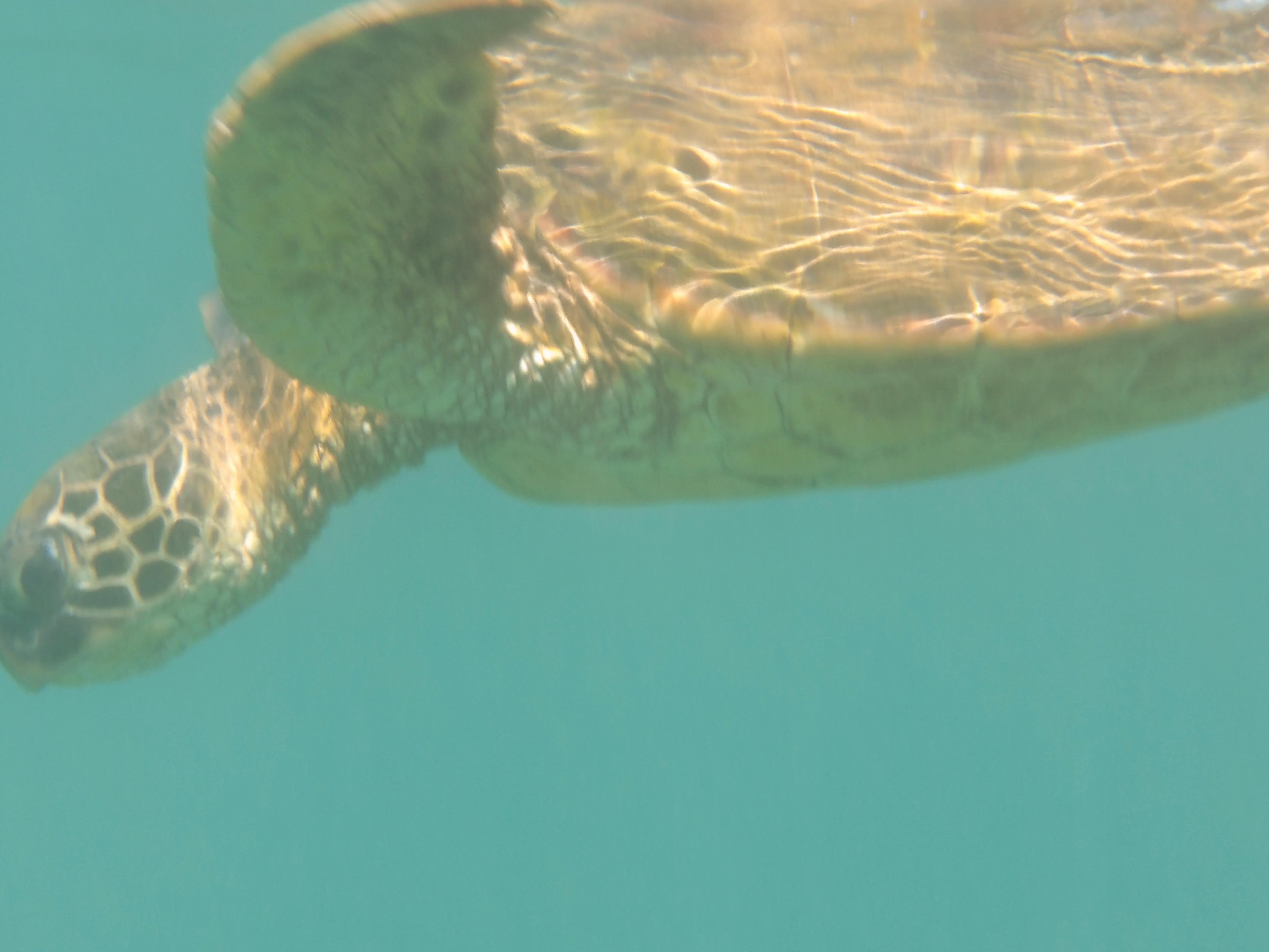 Sea turtle photo taken while snorkeling directly in front of rental