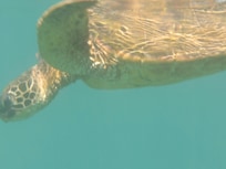 Sea turtle photo taken while snorkeling directly in front of rental