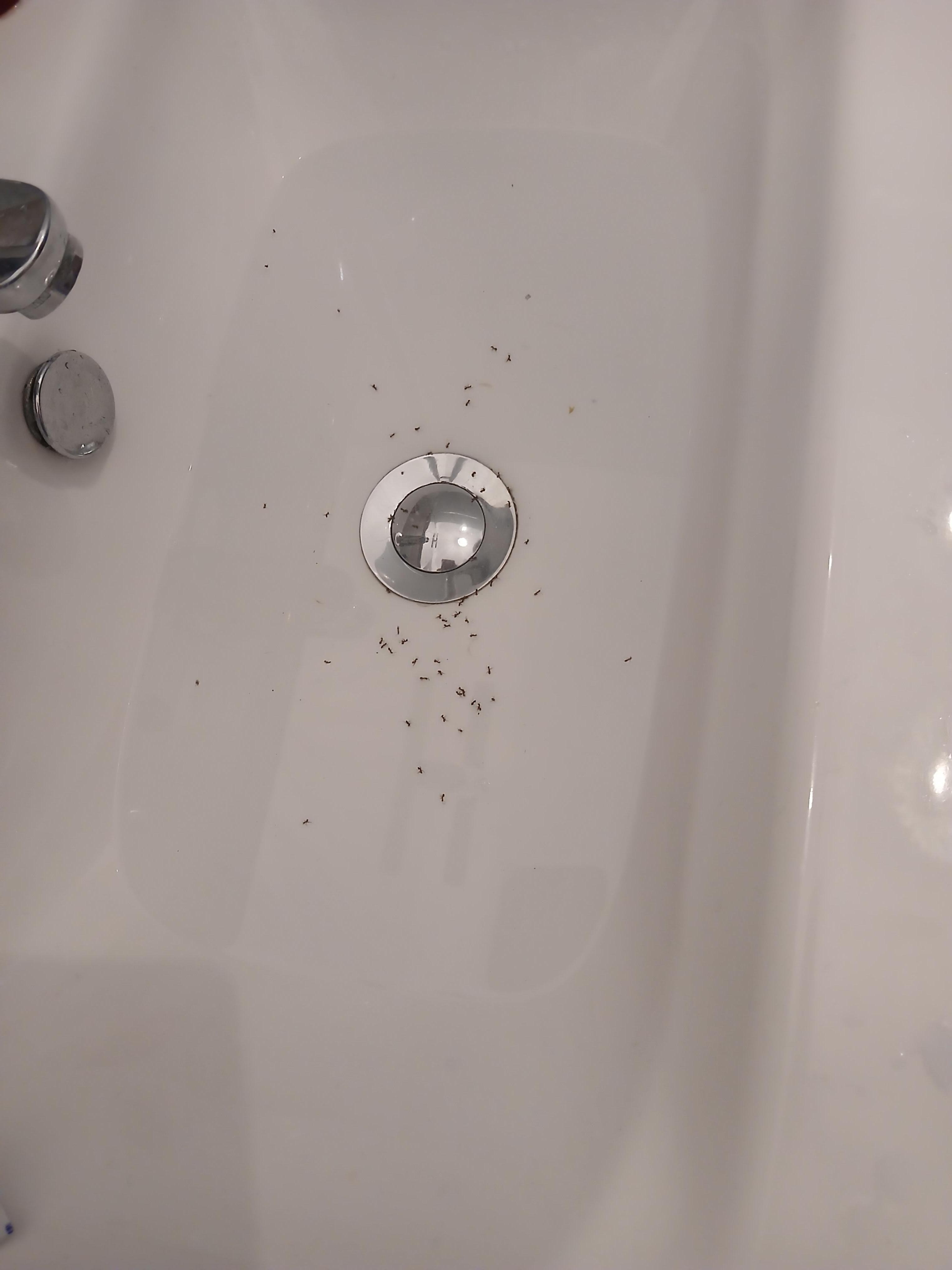 Ants that crawled into a cosmetic bag left on the sink