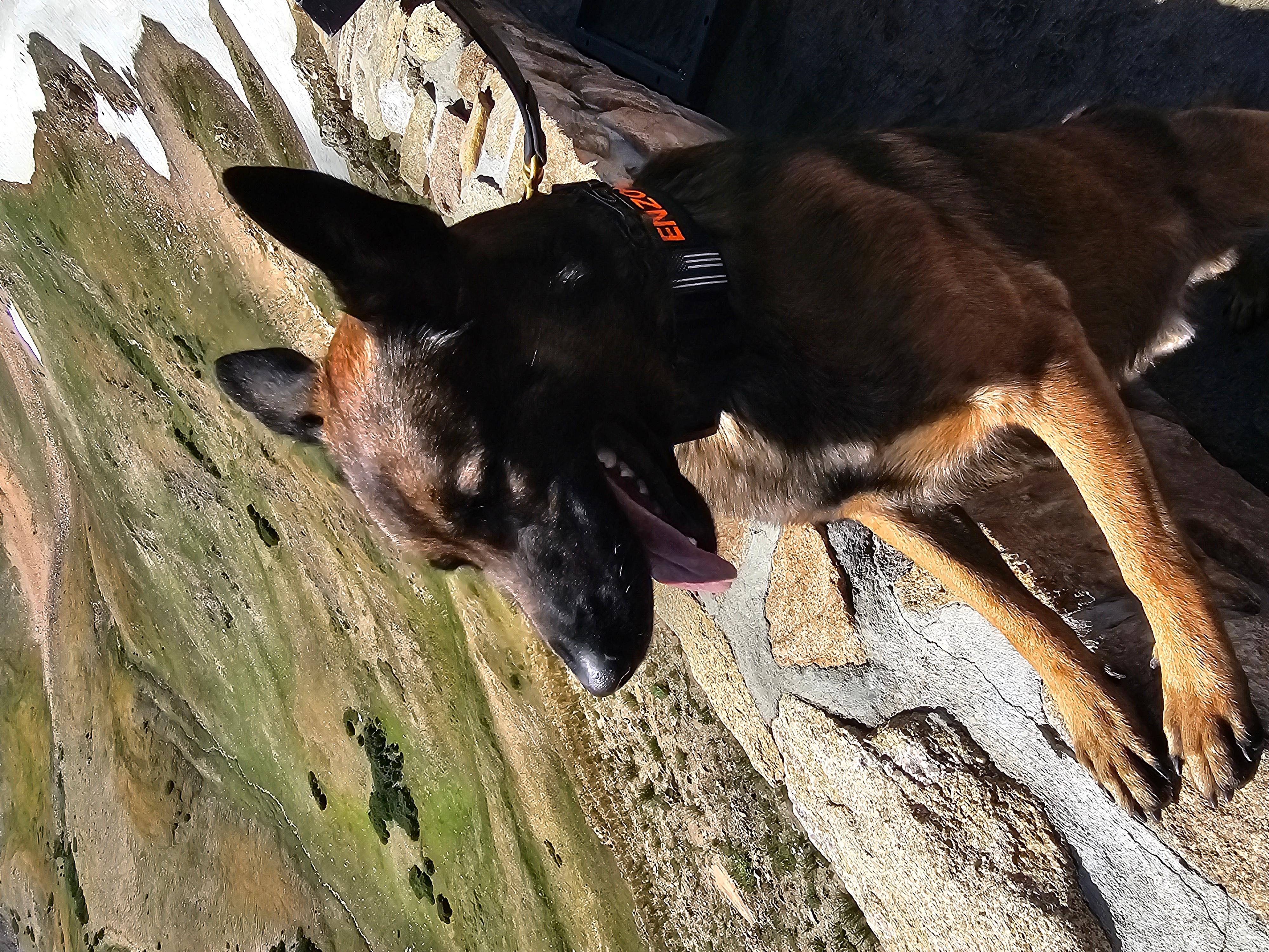 "Enzo" @ 11,796' on top at Alpine Visitor Center RMNP