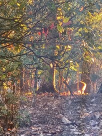 Morning Deer Siting