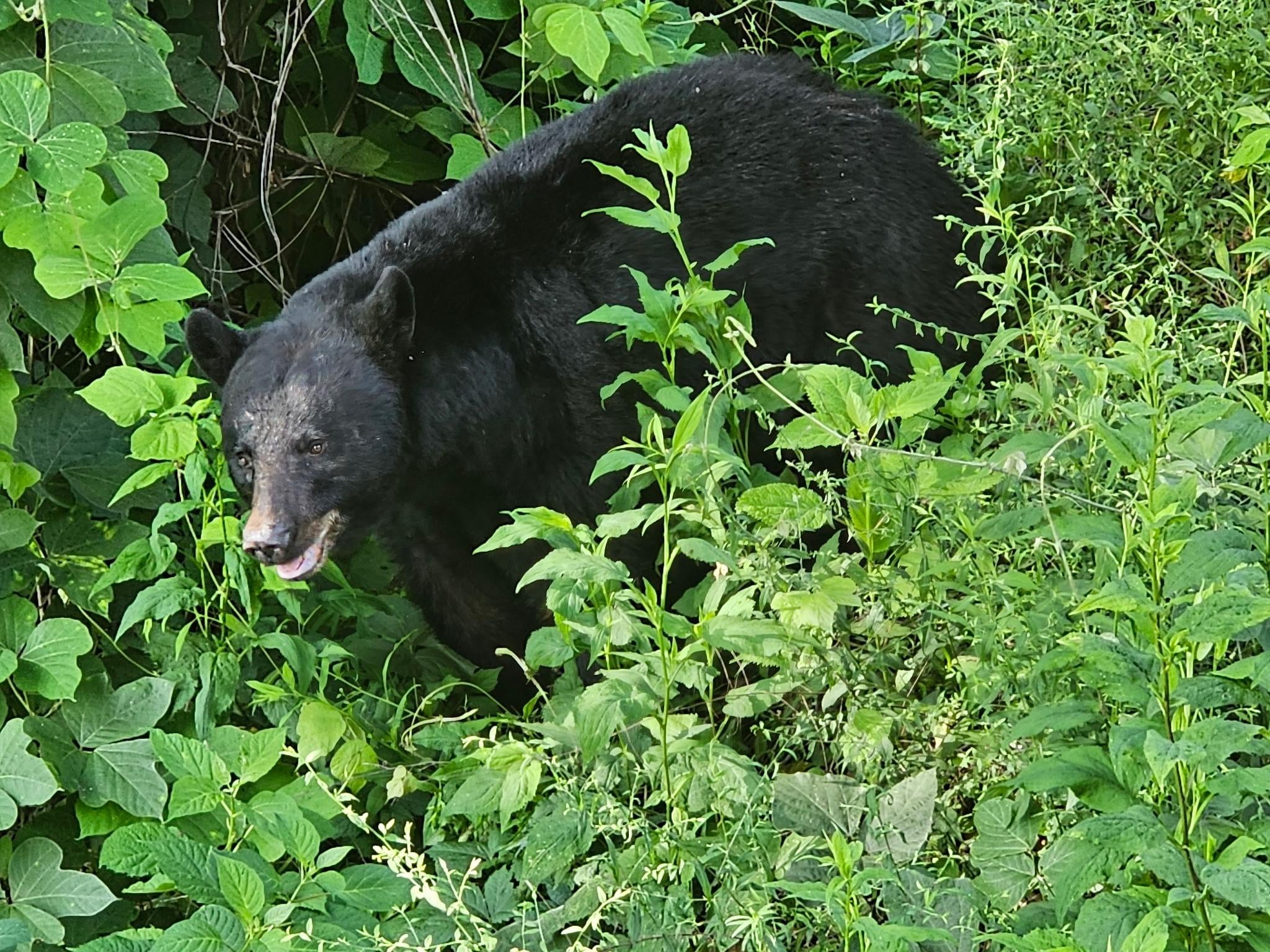 This bear walked right up driveway and into area off side porch/deck
