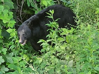 This bear walked right up driveway and into area off side porch/deck