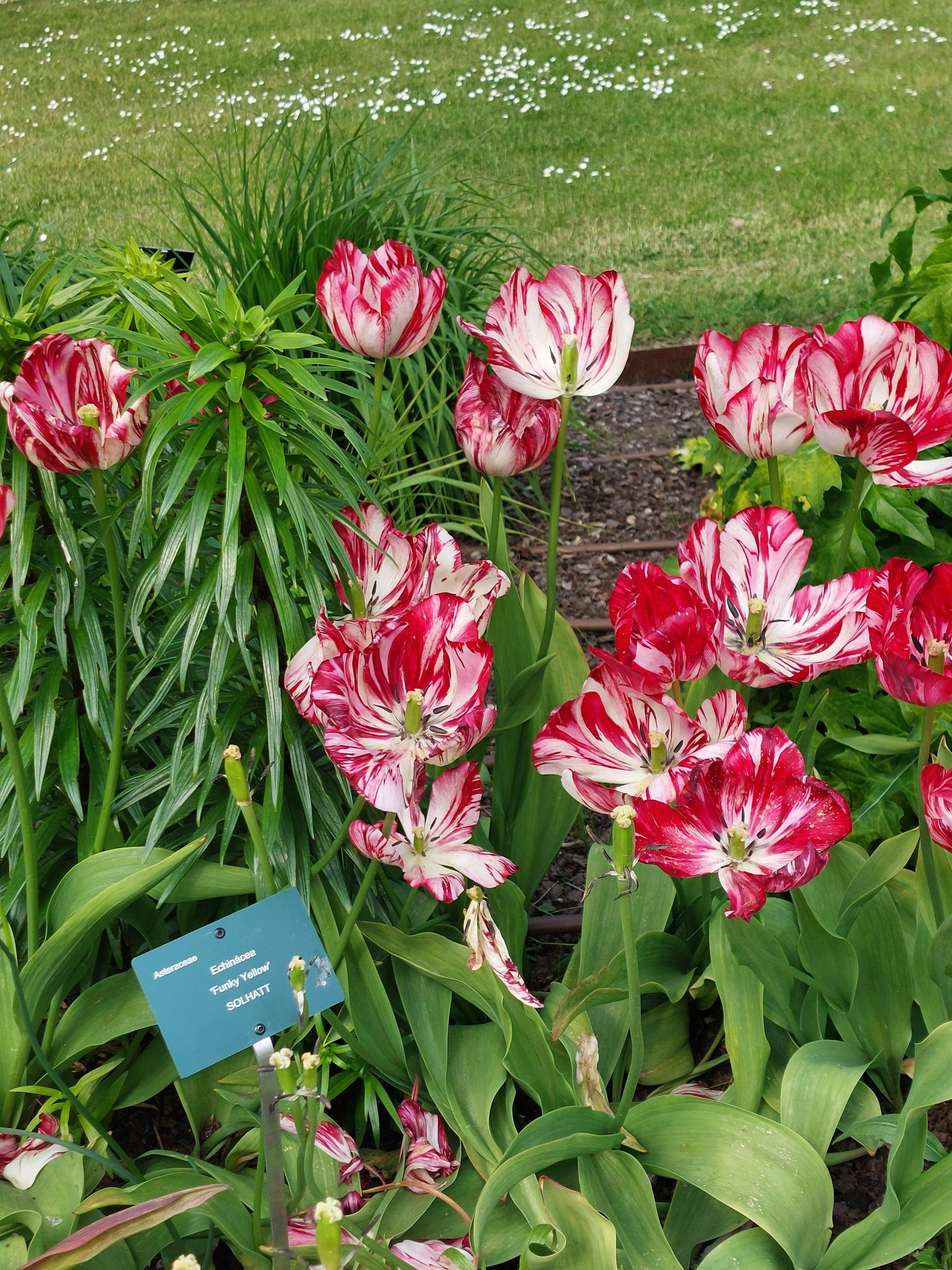 Botaniska trädgården 