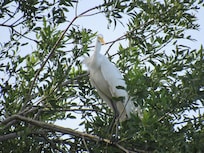 Great White Egret