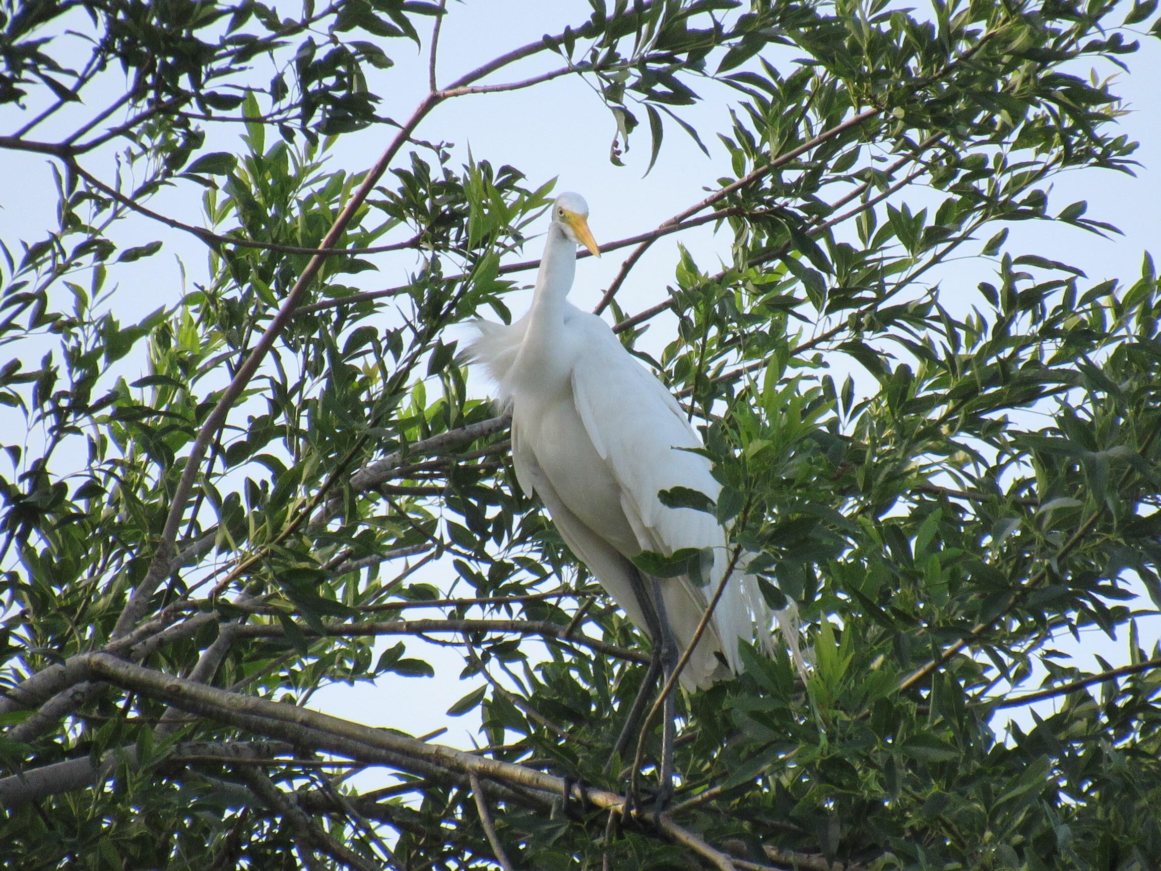 Great White Egret