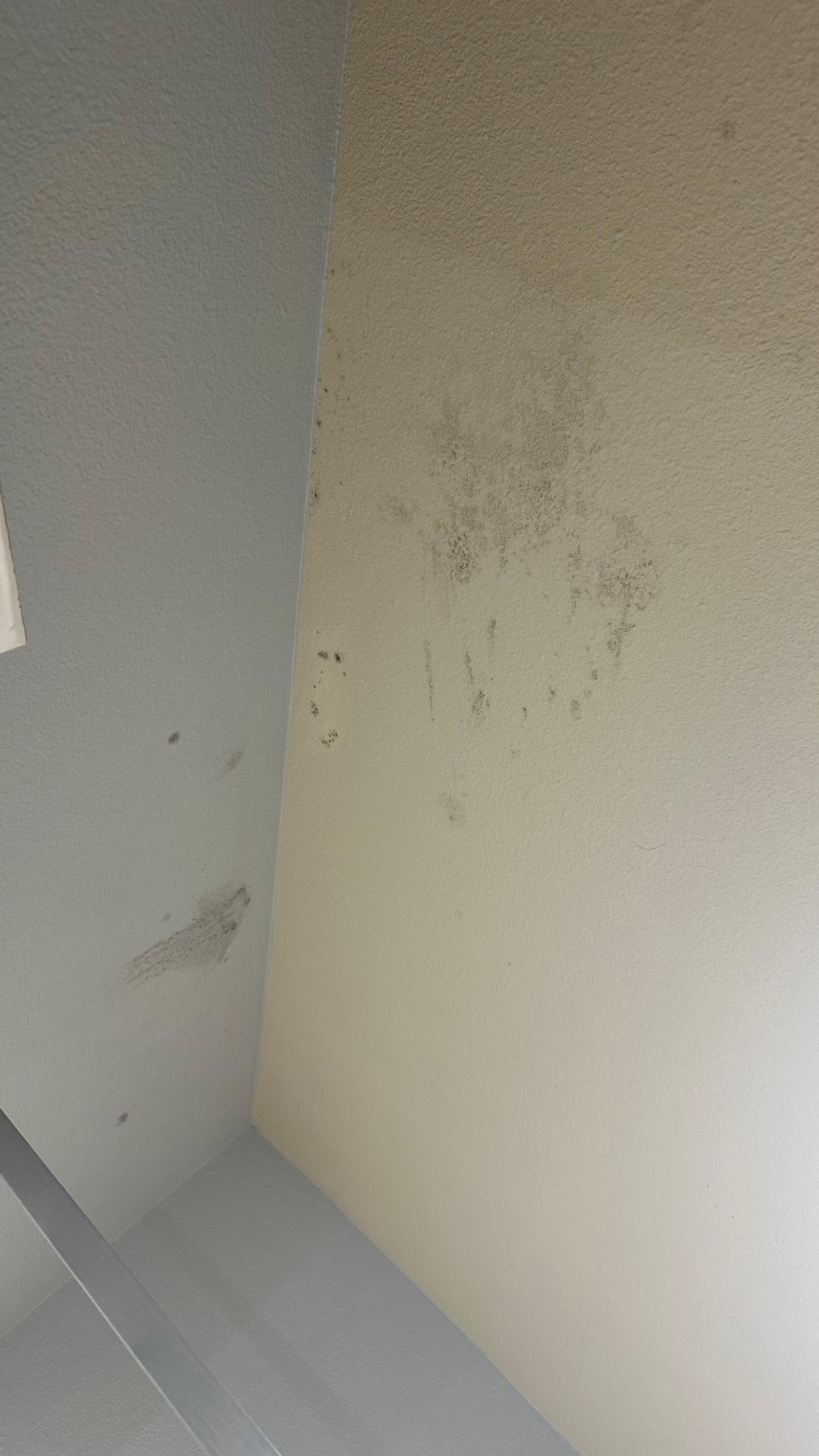 Mold