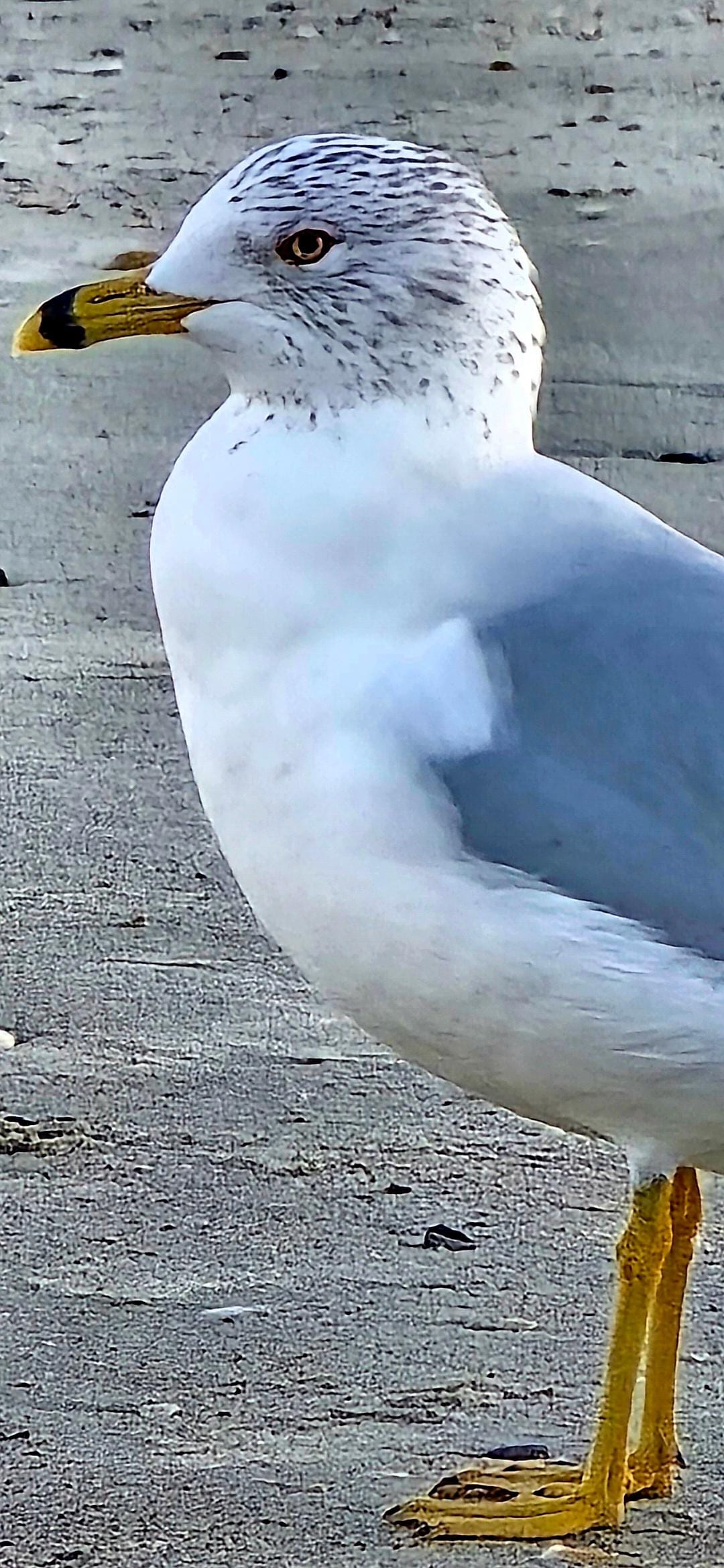 Our new friend Jonathan.😆