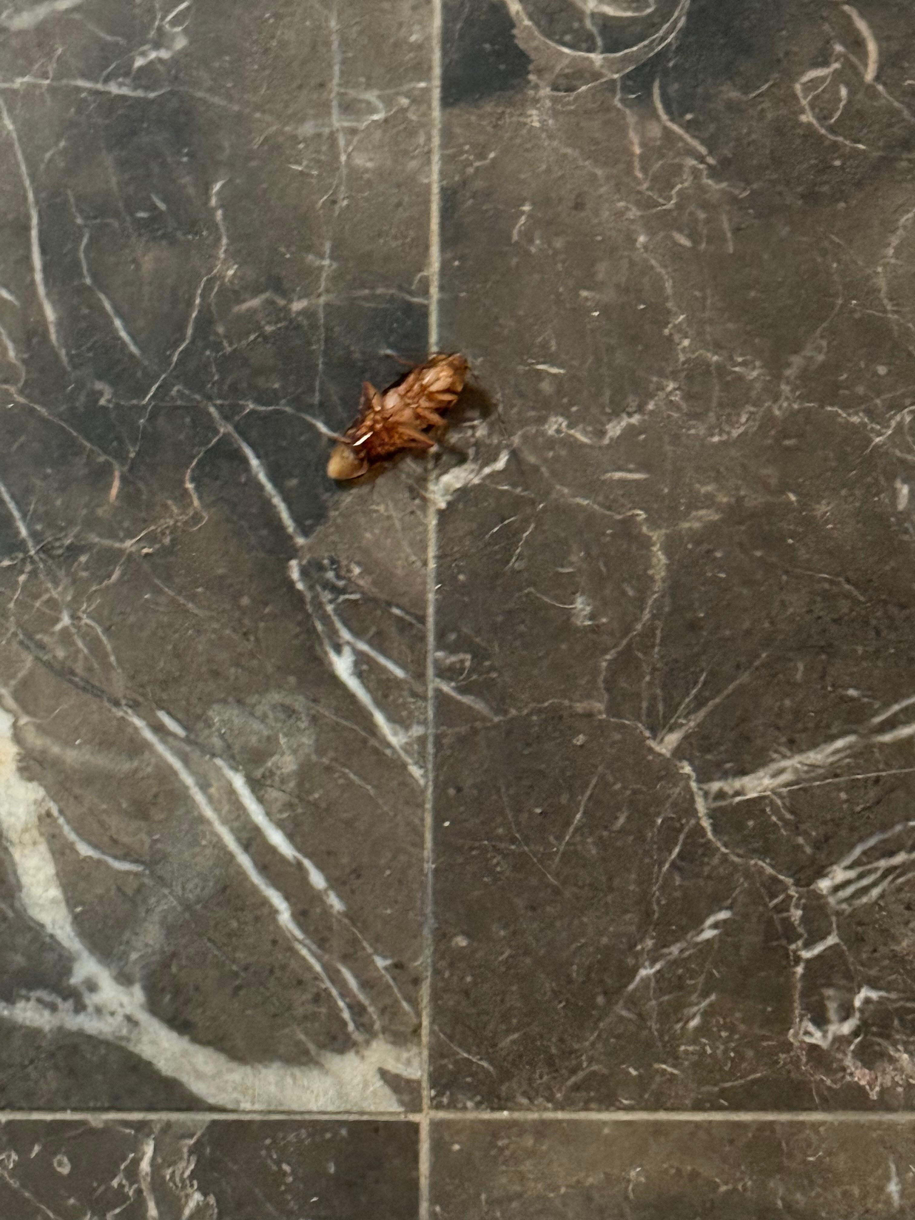 Roaches
