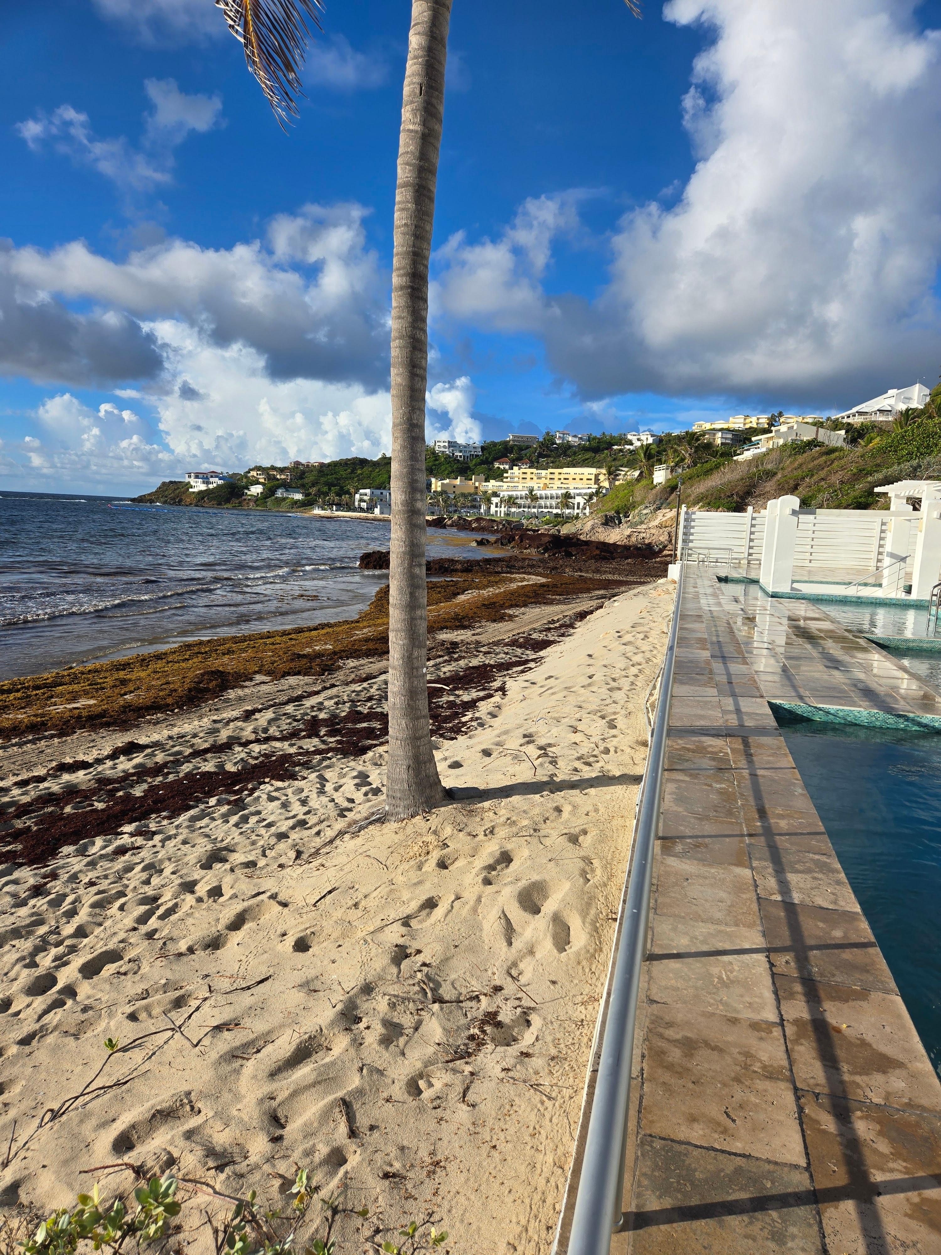The sargassum could not be removed because of 3 sea turtle nnests