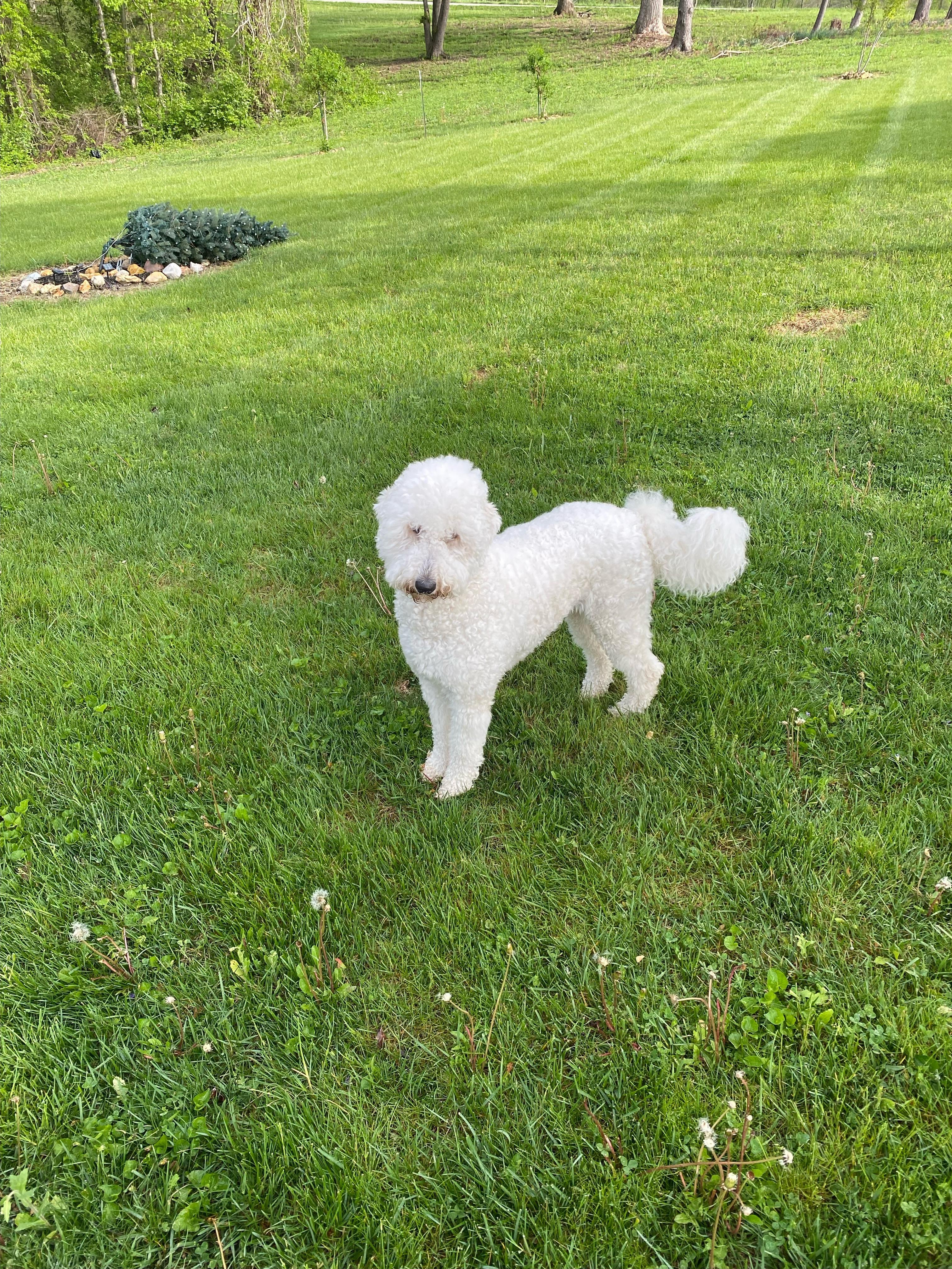Shasta loving the grounds…