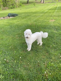 Shasta loving the grounds…