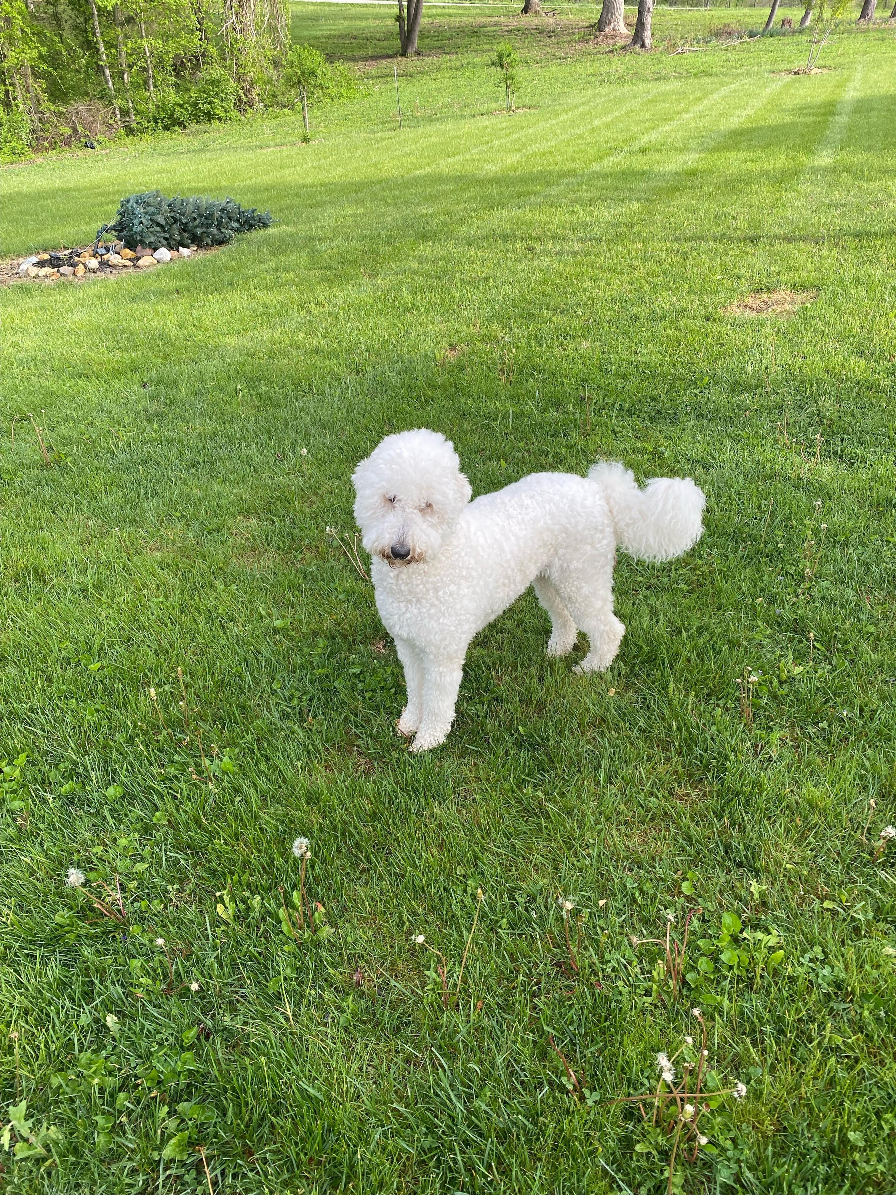 Shasta loving the grounds…