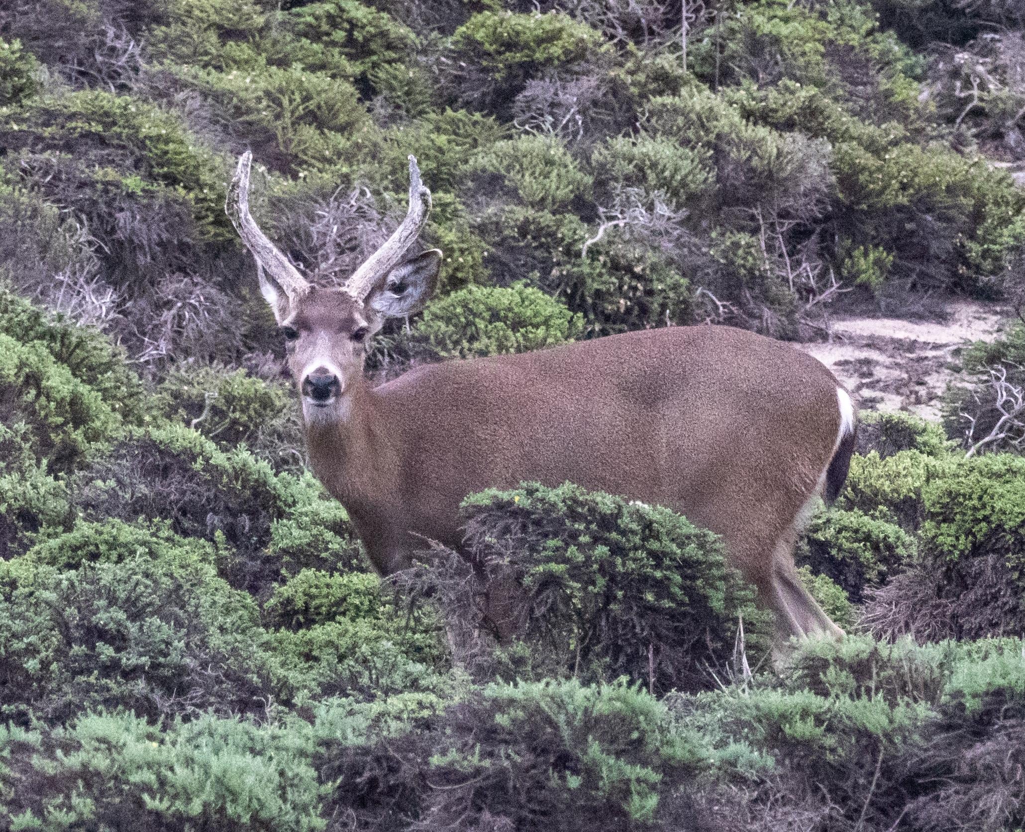 Deer, seen from a few driveways south of property