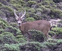 Deer, seen from a few driveways south of property