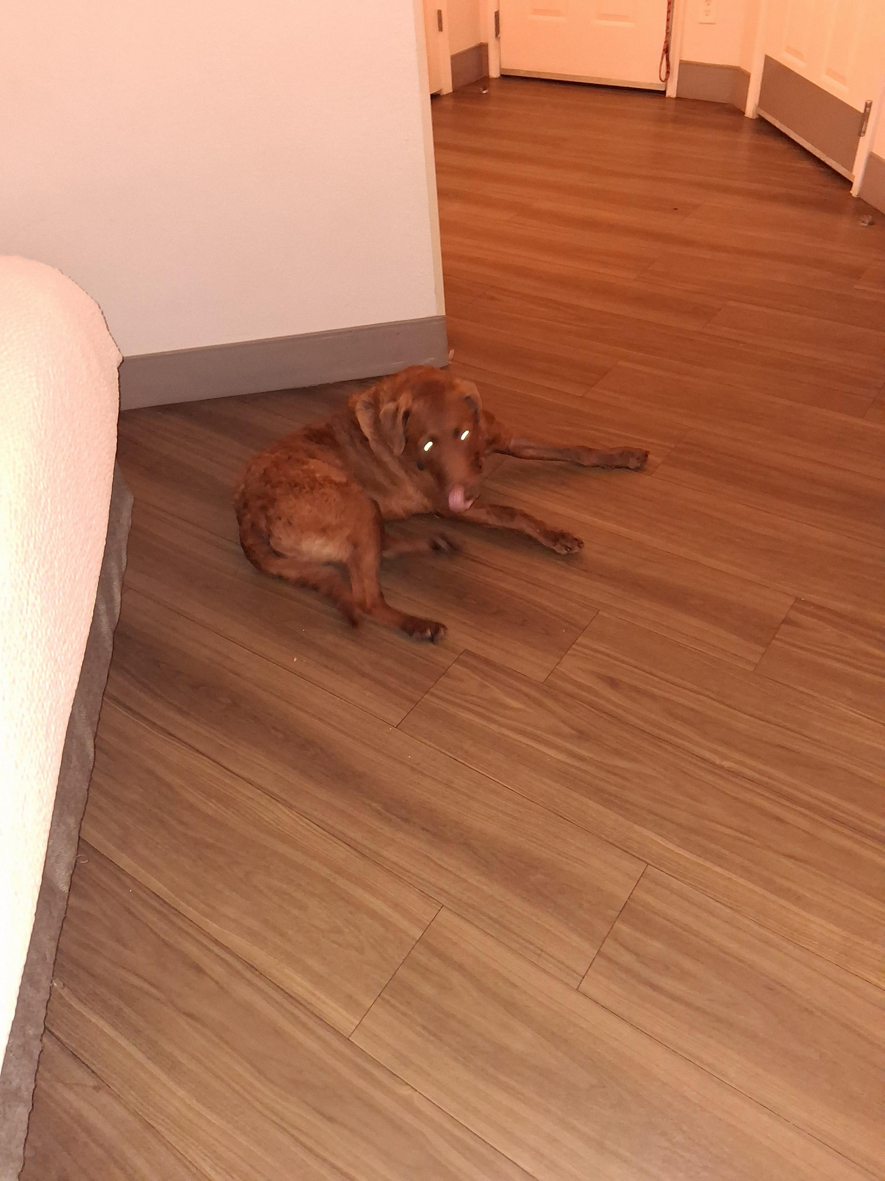 Large area for my Chessie