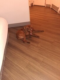 Large area for my Chessie