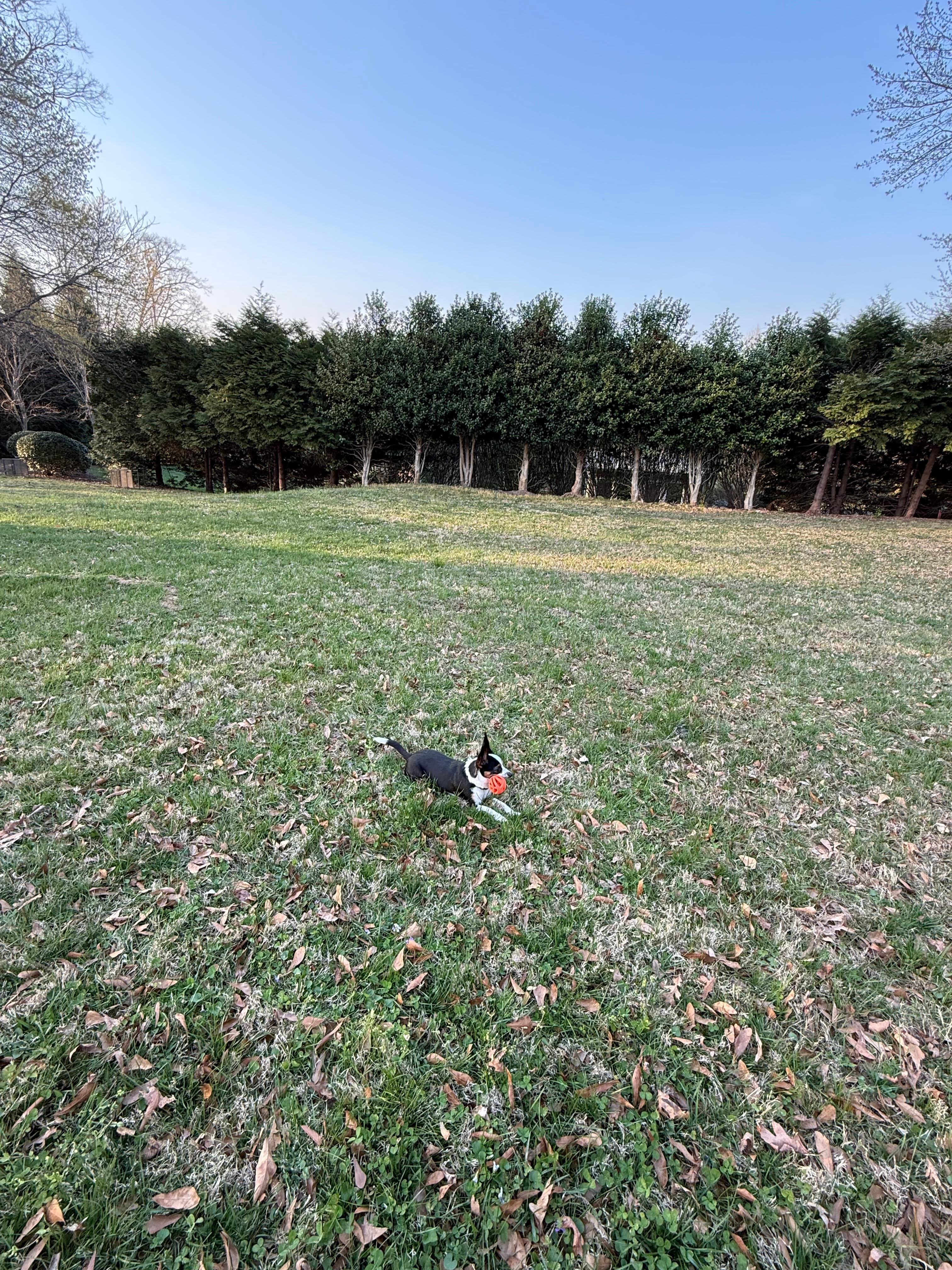 Jack enjoying the large backyard