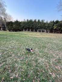 Jack enjoying the large backyard