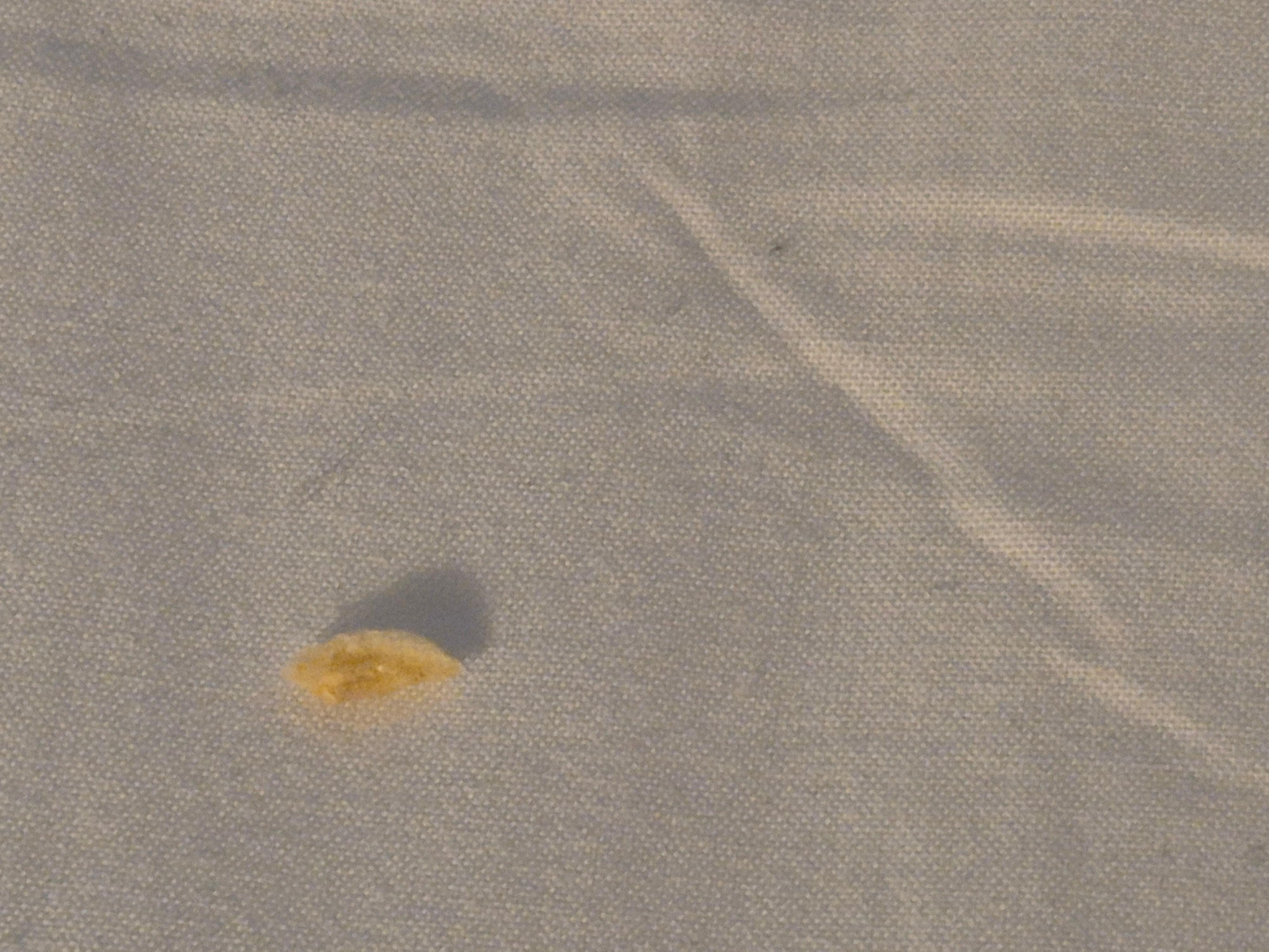 Toenails in bedding